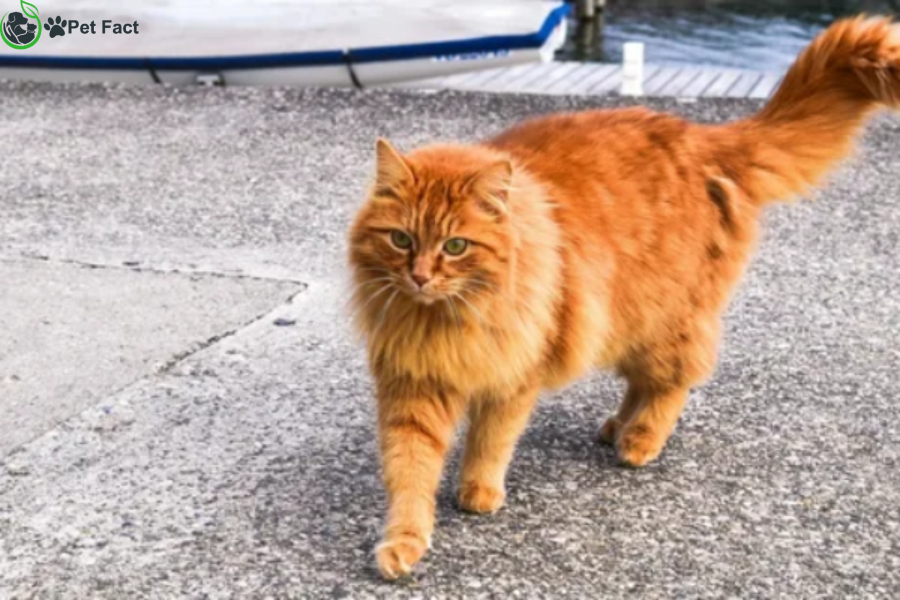 Orange Fluffy Cat Breeds